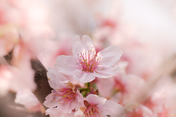Close-up of Someiyoshino Cherry Blossom (Sakura) with blur background in spring.