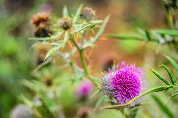 Close-up of a vibrant purple thistle flower with sharp green spiky leaves in soft focus