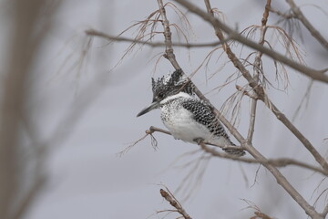 木の枝に止まるヤマセミ