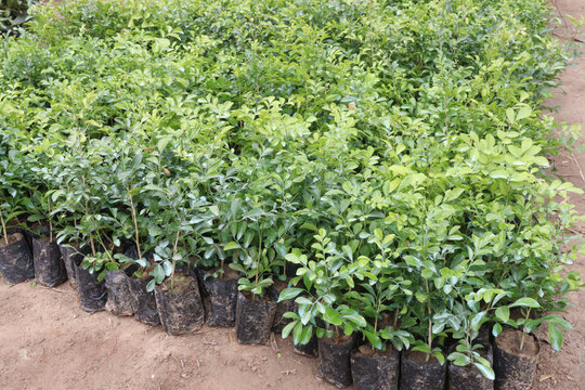 orange jasmine, Murraya paniculata, china box, cosmetic barktree, mock orange flower plant