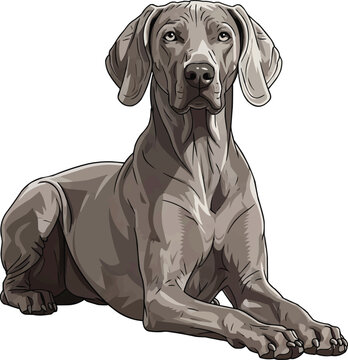 Weimaraner dog lying down relaxed resting attentive illustration