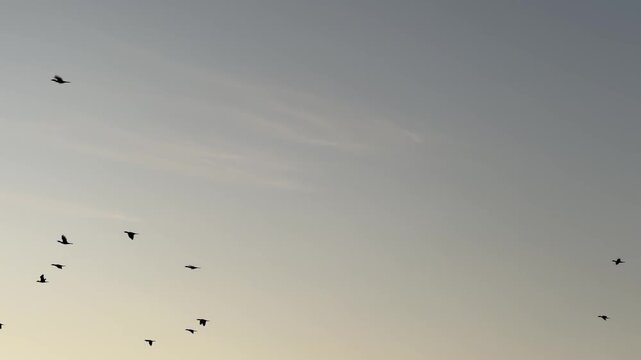 Flock of Birds Flying in Clear Sky During Sunset with Warm Light and Serene Atmosphere