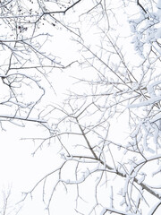 Obraz premium snow covered branches