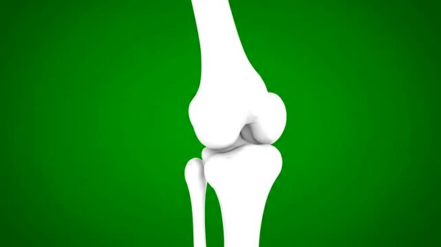 Anatomical illustration of human knee joint.