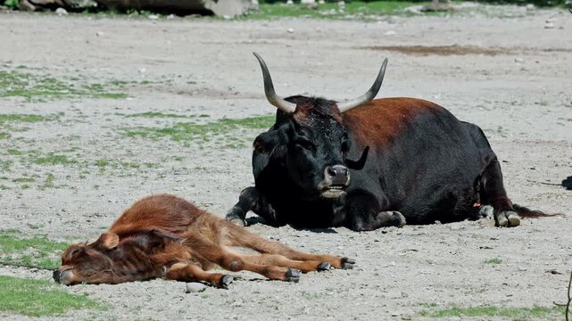 Family of Aurochs, Heck cattle, Bos primigenius taurus, claimed to resemble the extinct aurochs. Domestic highland cattle