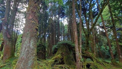 Obraz premium Pig Shaped Old Stump in Alishan National Forest Taiwan
