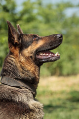 german shepherd dog sitting outdoors on a flowery field side profile portrait © Oszkár Dániel Gáti