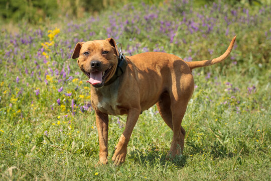 bull type dog standing outdoors on a flowery field