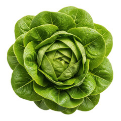 Fototapeta premium Fresh Lettuce Leaf Water Drops Isolated