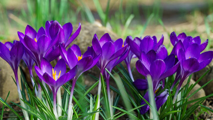 Patch of vibrant purple crocus flowers blooming amidst rocks and soil, their bright petals and orange stamens adding burst of color to natural landscape. Soft selective focus