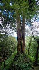 Fototapeta premium Towering Ancient Trees in Alishan National Forest Taiwan