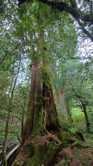 Obraz premium Towering Ancient Trees in Alishan National Forest Taiwan