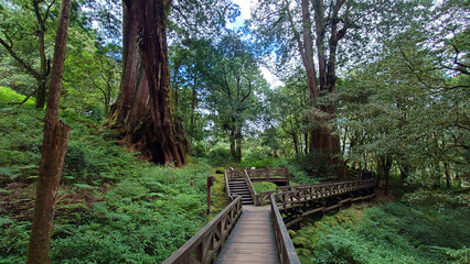 Obraz premium Wooden Boardwalk Through Giant Trees in Alishan National Forest Taiwan