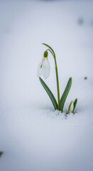 Close-up of snowdrop flower emerging through snow, with green stem and delicate white petal, symbolizing resilience, hope, and the arrival of spring