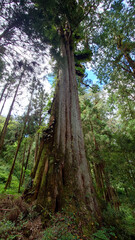 Towering Ancient Trees in Alishan National Forest Taiwan