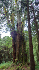 Towering Ancient Trees in Alishan National Forest Taiwan