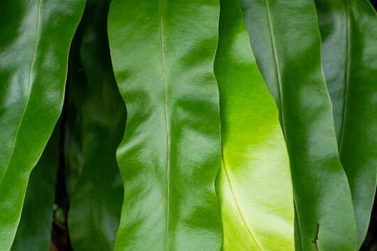 Detailed view of Microsorum punctatum ramo cristatum showing vibrant green fern leaves and smooth surface. Ideal tropical plant background and botanical concept.