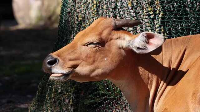 Banteng, Bos javanicus or Red Bull. It is a type of wild cattle But there are key characteristics that are different from cattle and bison: a white band bottom in both males and females.