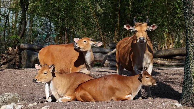 Banteng, Bos javanicus or Red Bull. It is a type of wild cattle But there are key characteristics that are different from cattle and bison: a white band bottom in both males and females.