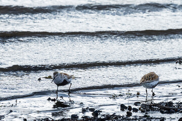 Dunlin (Calidris alpina)