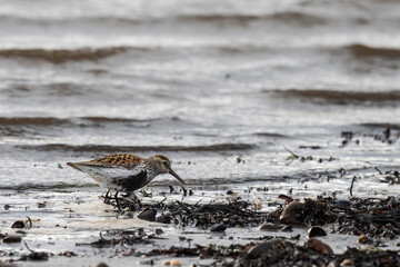 Dunlin (Calidris alpina)