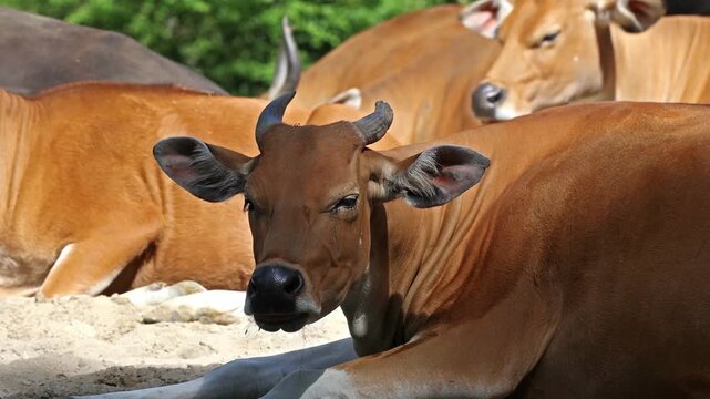 Banteng, Bos javanicus or Red Bull. It is a type of wild cattle But there are key characteristics that are different from cattle and bison: a white band bottom in both males and females.