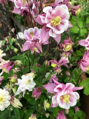 Aquilegia vulgaris in flower, in May, United Kingdom