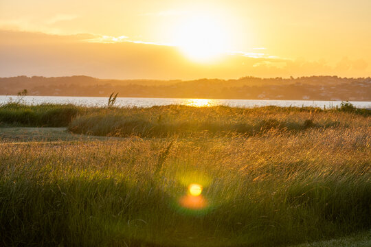 Close-up golden-hour landscape near Ebeltoft, Denmark, with sunlit coastal grass and meadow in the foreground, warm sunset glow over the water, and a distant shoreline silhouette.