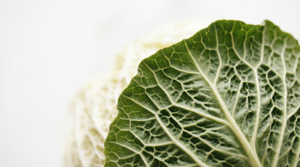 Fototapeta premium Green cabbage leaf texture on white background with copy space 