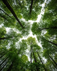 A breathtaking view of tall trees reaching up to the bright blue sky