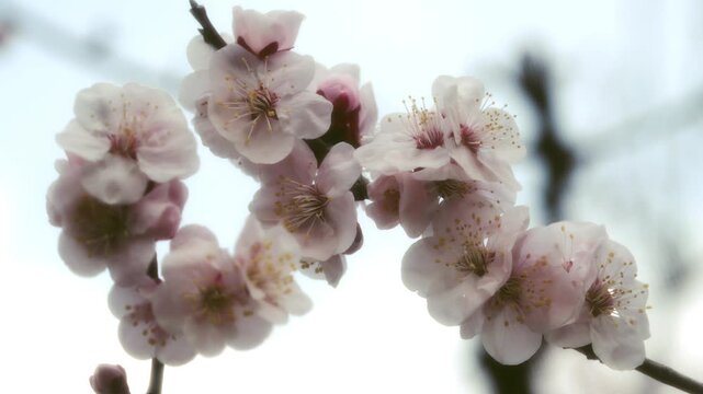 Tokyo,Japan - February 24, 2026: White Ume blossoms or plum blossoms or Japanese apricot blossoms 
