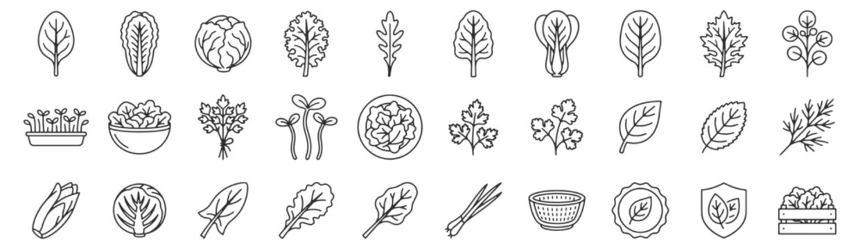 Leafy greens category navigation line icon set. Spinach, romaine lettuce, kale, arugula, bok choy, parsley, basil, microgreens tray, salad bowl outline vector illustrations.