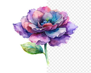 Watercolor Limonium Flower, Soft Pastel Floral Vector Isolated on White