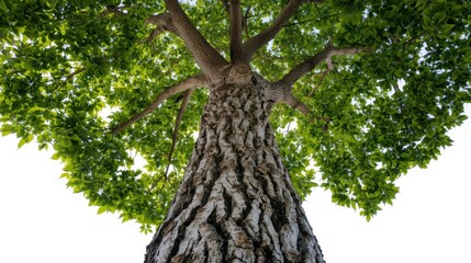 A majestic tree with a thick trunk and lush green foliage against a white background