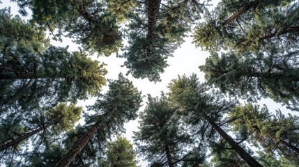 A serene view of tall trees reaching up towards the bright blue sky.
