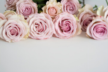 Beautiful pink roses on white surface