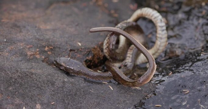 Dead snake on a jungle rock covered in flies; a raw look at natural decomposition and scavengers.