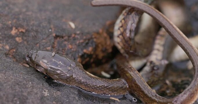 Decaying snake on a rock attracting scavenger flies; realistic wildlife nature footage of decomposition.