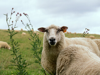 Fototapeta premium portrait of a sheep in a field. sheep grazing in green meadow. summer view of a farm in the mountains. a flock of sheep in the background