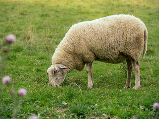 sheep grazing in green meadow. summer view of a farm in the mountains