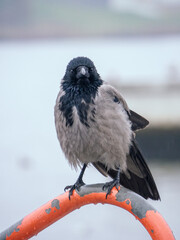Fototapeta premium a close-up portrait of a grey crow looking straight into the frame. gray rainy weather