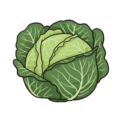 Fototapeta premium Green cabbage head illustration with thick layered leaves Isolated transparent background ( include cut-out PNG file )