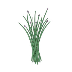 Fototapeta premium Bundle of fresh green chives with small purple flower buds on a white background.Isolated transparent background ( include cut-out PNG file )