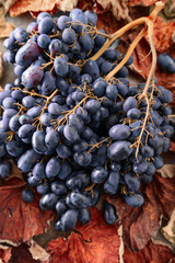 Naklejka premium Blue grapes with dried-up vine leaves.