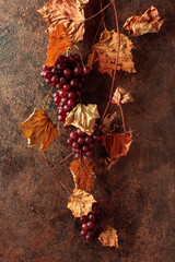 Naklejka premium Vine with dried leaves and ripe grapes.