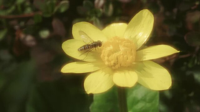 Tokyo,Japan - February 24, 2026: Closeup of  a horsefly on yellow Lesser celandine or Fig buttercup