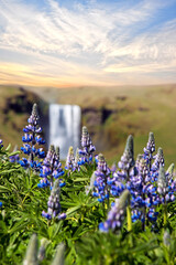 Magical majestic dramatic scenic landscape with lupine flowers on background of waterfall Skogafoss...
