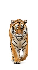 Obraz premium Majestic Tiger Strolling Forward with Intense Gaze on White Background.