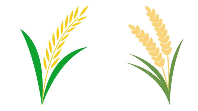 Two Stylized Wheat Stalks with Green Leaves grain agriculture