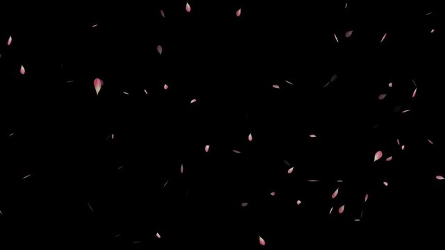 Sakura leaves falling animation on black background. Falling pink cherry blossoms. Rose petals are falling in a shower on the golden ground. Cherry blossom flower petals flying animation.